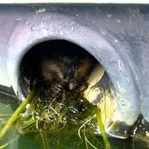 protezione per scarico per il topo muschiato