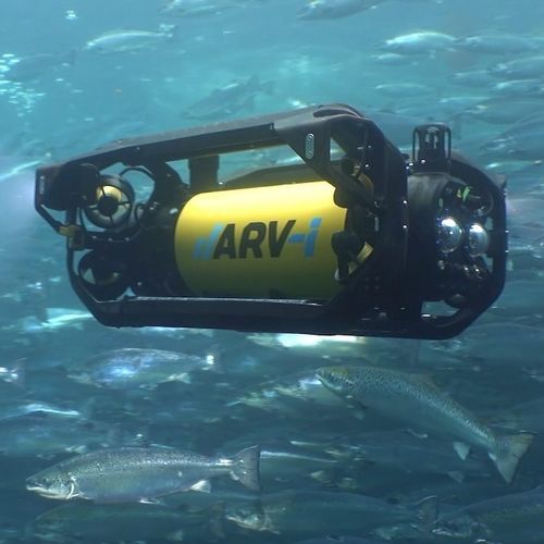 ROV di osservazione - ARV-i - Boxfish Research