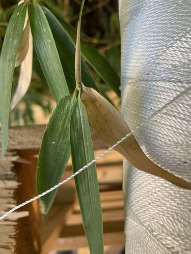 Cima per rete da pesca - Barcelona Performance Yarns SL - a doppia treccia / semplice intrecciata / intrecciata