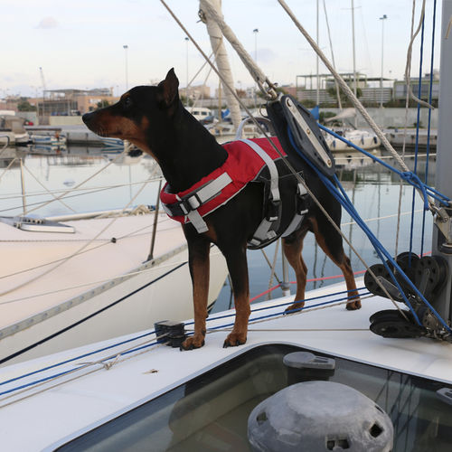Aiuto al galleggiamento per sport nautici - Comfy  - LALIZAS | Life Saving Equipment - per animali domestici / in schiuma / rosso