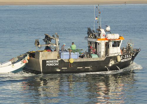 Barca professionale della rete a circuizione - 12 - Estaleiros Navais de Peniche - entrobordo / GRP / semirigida