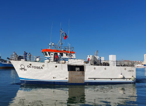 Barca professionale barca da pesca polivalente - OCTOSEA - Estaleiros Navais de Peniche - in composito / ad uso polivalente