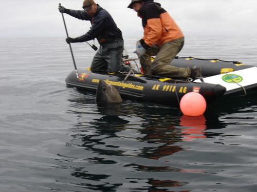 Lancia catamarano - UD-400 - True North Dux - fuoribordo / open / da pesca