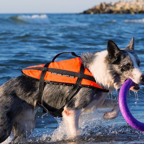 Aiuto al galleggiamento per sport nautici - Aquarius - per animali domestici / in schiuma