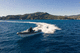 gommone entrobordo / bimotore / semirigido / con console centrale